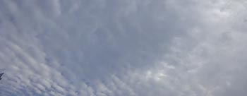 g_